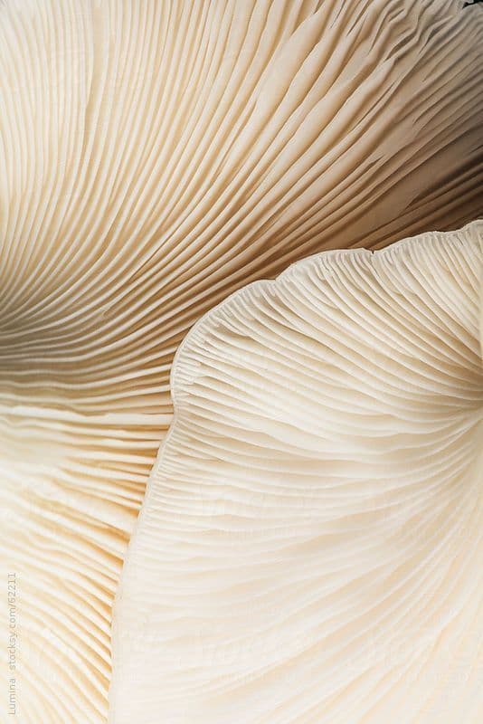 Mycelium background